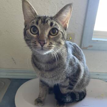 jim -  Domestic Medium Hair Cat for Adoption in Stilwell, Oklahoma - Jim | PetCurious