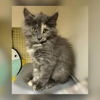 Sawyer -  Domestic Long Hair Cat for Adoption in Kenai, Alaska - Sawyer | PetCurious