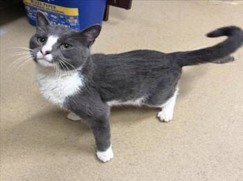 Domestic Short Hair Cats Available for Adoption - GEO | PetCurious