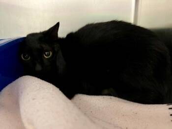 Binx -  Domestic Short Hair Cat for Adoption in Fort Worth, Texas - Binx | PetCurious
