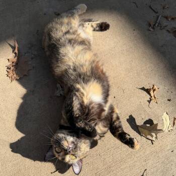 Mama Mia -  Domestic Short Hair Cat for Adoption in Rochester, Minnesota - Mama Mia | PetCurious