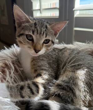 Rescue Domestic Short Hair Cats for Adoption in Evans, Georgia - Rose | PetCurious