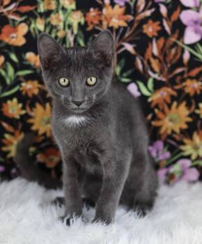 Instacart -  Domestic Short Hair Cat for Adoption in Lewisburg, Tennessee - Instacart | PetCurious