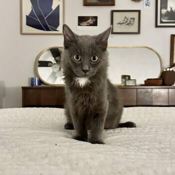 Stiletto -  Domestic Medium Hair Cat for Adoption in Richmond, Virginia - Stiletto | PetCurious