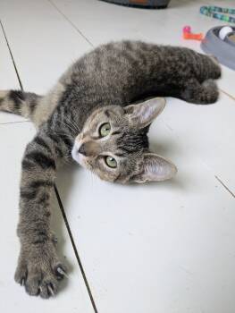 Claptrap -  Domestic Short Hair Cat for Adoption in Omaha, Nebraska - Claptrap | PetCurious