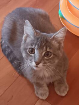 Heather -  Domestic Short Hair and Tabby Cat for Adoption in Columbus, Minnesota - Heather | PetCurious