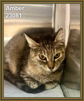 AMBER -  Domestic Short Hair and Tabby Cat for Adoption in Marietta, Georgia - AMBER | PetCurious