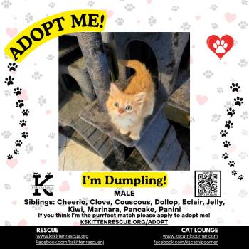 Dumpling -  Domestic Short Hair Cat Available for Adoption in OSBORNVILLE, New Jersey - Dumpling | PetCurious