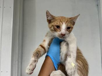 FELIX -  Domestic Short Hair Cat for Adoption in San Bernardino, California - FELIX | PetCurious