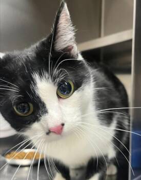 Cruella -  Domestic Short Hair Cat for Adoption in Golden, Colorado - Cruella | PetCurious