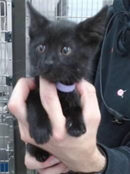 ARTEMIS -  Domestic Short Hair Cat for Adoption in Salinas, California - ARTEMIS | PetCurious