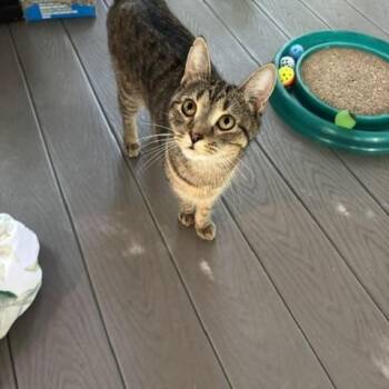 Zora -  Domestic Short Hair Cat for Adoption in Rochester, Massachusetts - Zora | PetCurious