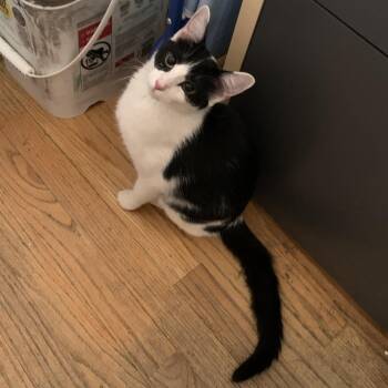 Raven -  Domestic Short Hair Cat for Adoption in Baltimore, Maryland - Raven | PetCurious