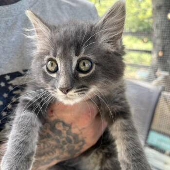 Butch -  Domestic Medium Hair Cat for Adoption in Marshall, Virginia - Butch | PetCurious