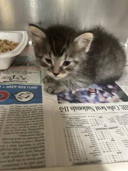 Miney -  Domestic Short Hair Cat for Adoption in Fruit Heights, Utah - Miney | PetCurious