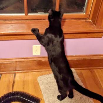 Rescue Domestic Short Hair Cats for Adoption in Albany, New York - Brooklyn | PetCurious