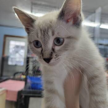 Domestic Short Hair Cats Available for Adoption - Moonstone | PetCurious