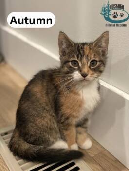 Autumn -  Domestic Short Hair Cat for Adoption in Huntsville, Ontario - Autumn | PetCurious
