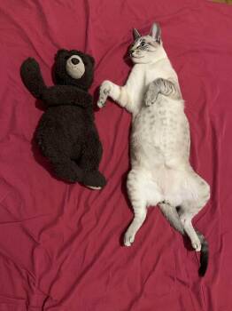 Domestic Short Hair Cats Available for Adoption in Montreal, Quebec - Milou | PetCurious