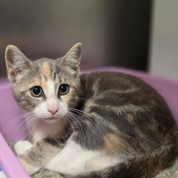 Pippin -  Domestic Short Hair Cat for Adoption in Briarcliff Manor, New York - Pippin | PetCurious