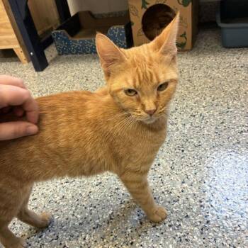 Tamarind -  Domestic Short Hair Cat for Adoption in Dayton, Ohio - Tamarind | PetCurious