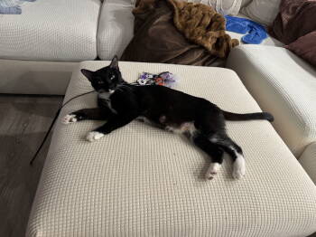 Rescue Domestic Short Hair Cats for Adoption in Rosenberg, Texas - Ducky | PetCurious