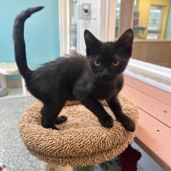 Domestic Short Hair Cats Available for Adoption in Fresno, California - Stark | PetCurious