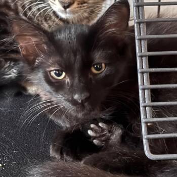 Raven -  Domestic Short Hair Cat for Adoption in Titusville, Florida - Raven | PetCurious