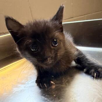 Domestic Short Hair Cats Available for Adoption in Tuscaloosa, Alabama - Kendell | PetCurious
