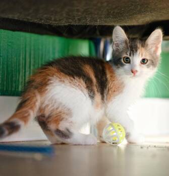 Cher -  Calico and Domestic Short Hair Cat for Adoption in Campbell, California - Cher | PetCurious
