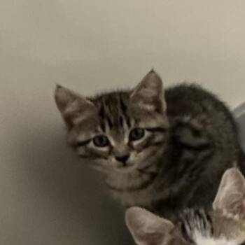 Vienna -  Domestic Short Hair Cat for Adoption in Chicago, Illinois - Vienna | PetCurious