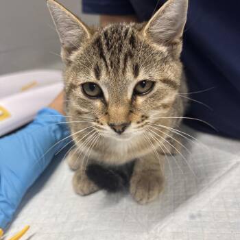 Tigris -  Domestic Short Hair Cat for Adoption in Summerville, South Carolina - Tigris | PetCurious