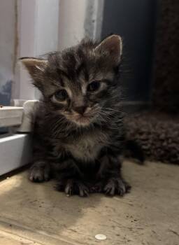 Domestic Short Hair Cats Available for Adoption in Fruit Heights, Utah - Lizzie | PetCurious