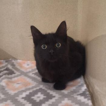 Domestic Medium Hair Cats Available for Adoption - Darlee | PetCurious