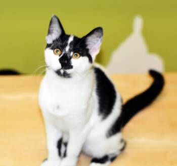Domestic Short Hair Cats Available for Adoption - PRAIRIE DAWN | PetCurious