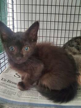 A2478129 -  Domestic Short Hair Cat for Adoption in Fort Lauderdale, Florida - A2478129 | PetCurious