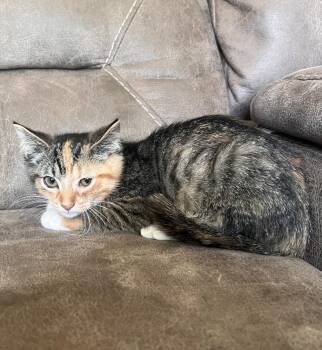 Esmerelda -  Domestic Short Hair Cat for Adoption in Rochester, Indiana - Esmerelda | PetCurious