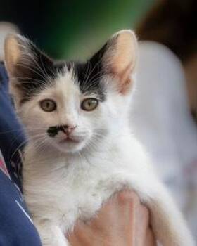 Domestic Short Hair Cats Available for Adoption in Oradell, New Jersey - Iona | PetCurious
