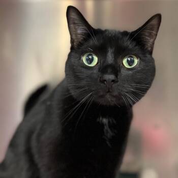 Domestic Short Hair Cats Available for Adoption in West Olive, Michigan - Marvin | PetCurious