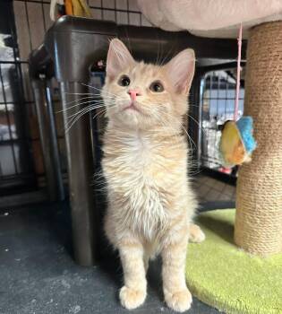 Indy & Libby -  Domestic Medium Hair Cat for Adoption in Denver, Colorado - Indy & Libby | PetCurious