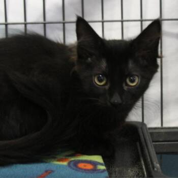 Finley -  Domestic Medium Hair Cat for Adoption in Sarasota, Florida - Finley | PetCurious