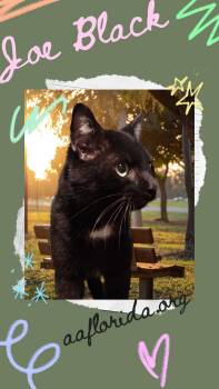 Domestic Short Hair Cats Available for Adoption - Meet Joe Black | PetCurious