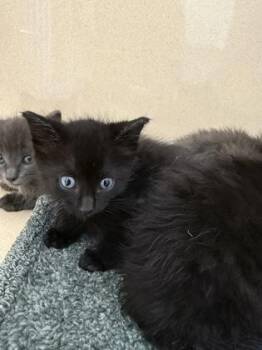 Katara -  Domestic Short Hair Cat for Adoption in Pequot Lakes, Minnesota - Katara | PetCurious