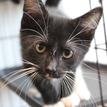 Karen the computer -  Domestic Short Hair Cat for Adoption in Cleveland, Mississippi - Karen The Computer | PetCurious