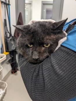 Rescue Domestic Short Hair Cats for Adoption in Cleveland, Ohio - Bram | PetCurious