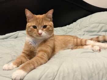 Domestic Short Hair Cats Available for Adoption - Benny | PetCurious