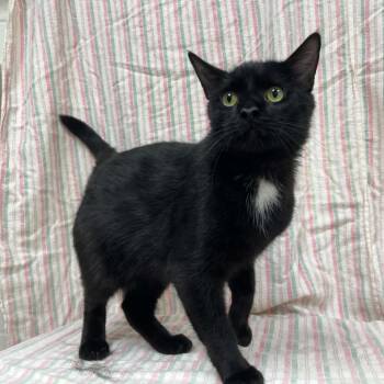 Leland -  Domestic Short Hair Cat for Adoption in Lyndhurst, Virginia - Leland | PetCurious