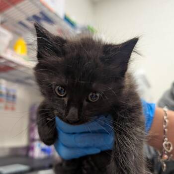 Domestic Short Hair Cats Available for Adoption in League City, Texas - Shinra | PetCurious