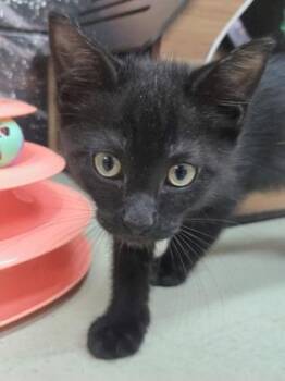 Zuri -  Domestic Short Hair Cat Available for Adoption in Savannah, Georgia - Zuri | PetCurious