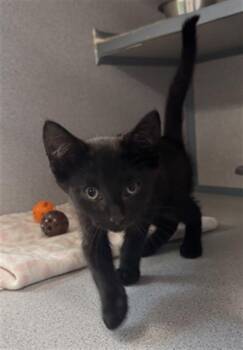 HAVOC -  Domestic Short Hair Cat for Adoption in Aliquippa, Pennsylvania - HAVOC | PetCurious